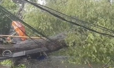 Hujan dan Angin Kencang Sebabkan Pohon Tumbang