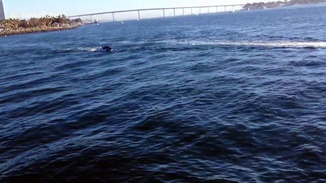 Bizarre robot shark filmed in San Diego, California