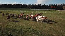 Bursa 7 Kuşak Seceresi Belli Yarış Atları, 600 Yıldır Bursa'da Yetiştiriliyor