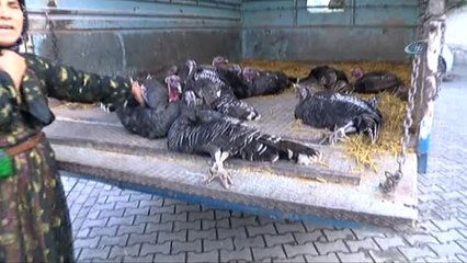 Şanlıurfalılar Hindi Yerine Tavuk Aldı