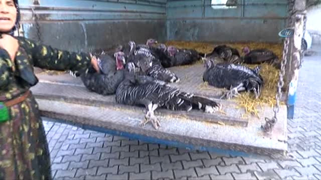Şanlıurfalılar Hindi Yerine Tavuk Aldı