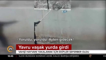 Yavru vaşak yurda girdi