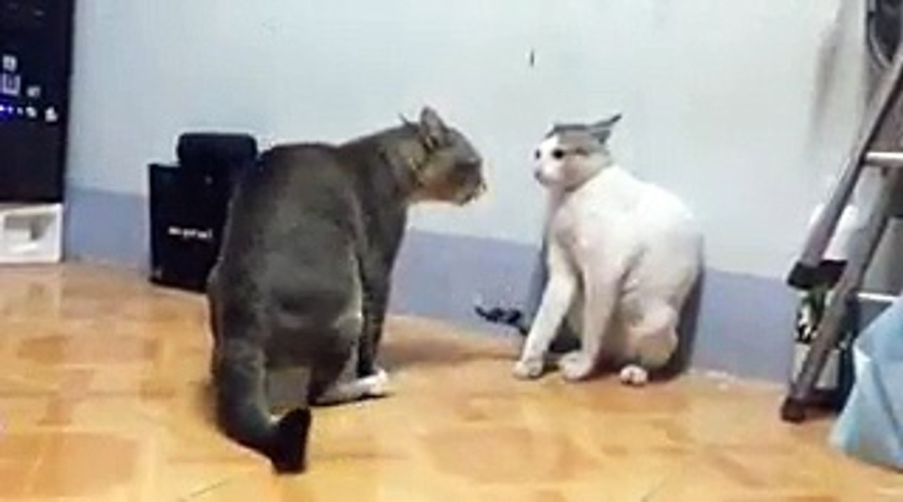 Cat fights | Amazing Moment | Animals