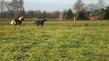 Bonny&haflingetje galoperen1