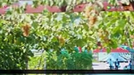 Fox Fall In Love (aka The Fox&#039;s Summer) Episode 21 Engsub by iDrama Channels, Tv online free 2018