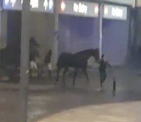 Horses Led Out of Liverpool Arena During Car Park Fire