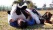 Animals Hugging Humans - Animal Hugs People Videos - Animal Hugs Human Compilation