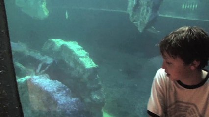 Swim with Whale Sharks Cancun