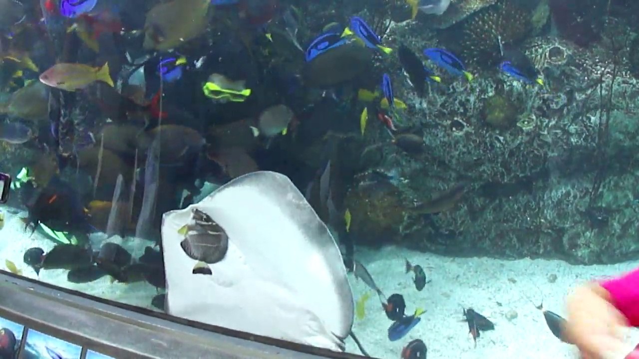Cette raie essaie de manger un poisson, collée...