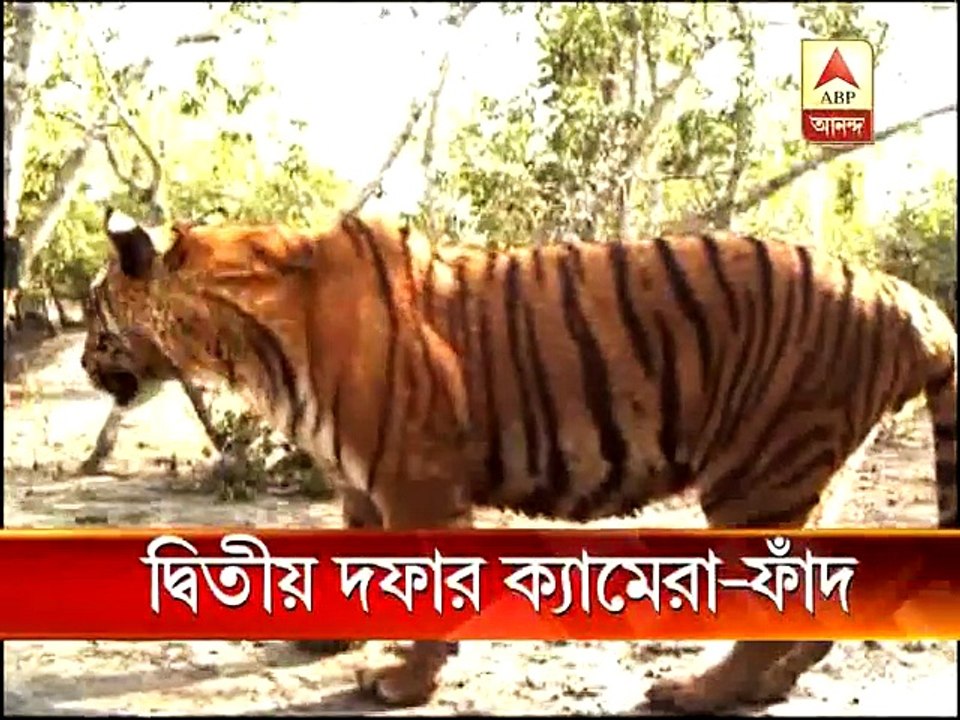 [MP4 480p] According to census report, 103 tigers in Sunderban