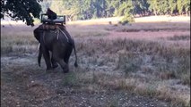 [MP4 720p] Tiger Attacks Tourist's Elephant in Sundarbans, West Bengal