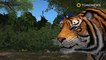 [MP4 1080p] Man mauled by tigers_ Man hops wall to skip paying zoo admission fee, lands in tiger pen - TomoNews