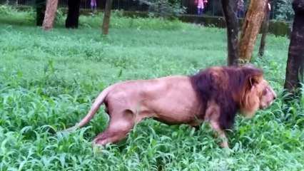[MP4 1080p] বাংলাদেশ সুন্দর বনে সিংহ ছেড়ে দেয়া দারুন দৃশ্য