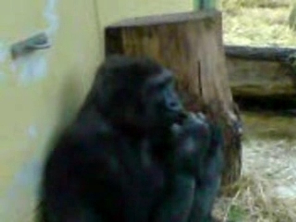 Darwin yassin et hedi