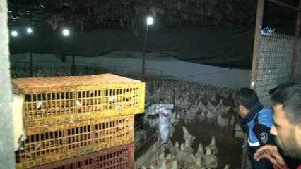 Yeni yılın ilk saatlerinde kaçak tavuk baskını
