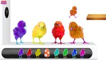 Learn Colors with Colorful Chicks Xylophone Funny Animals Colors Videos for Kids Toddlers HAHA Toys - YouTube