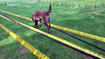 Asistimos a un entrenamiento de héroes caninos en Colombia