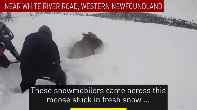 Un élan bloqué sous un monceau de neige sauvé par deux promeneurs