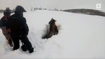 People Had to Shovel Out a Moose After It Got Trapped in Deep Snow
