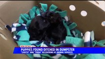 Puppies Found Abandoned in Dumpster