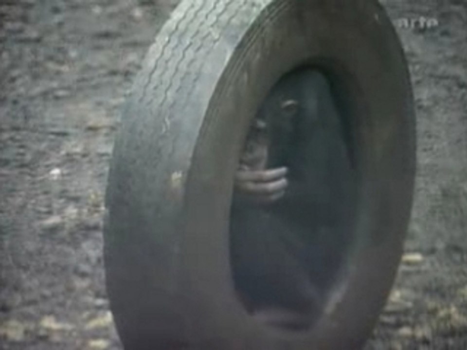 CONSCIENCE ANIMALE 3