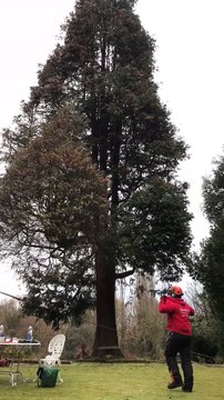 Tree Dismantle Time Laps