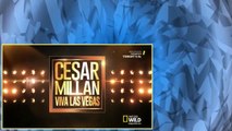 Cesar 911 S02E00 Cesar Millan Viva Las Vegas! part 2/2