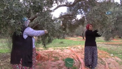 Sinek "Tuzağa" Takıldı, Rekolte Arttı