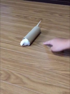 Cette perruche a trouvé un jeu très drole
