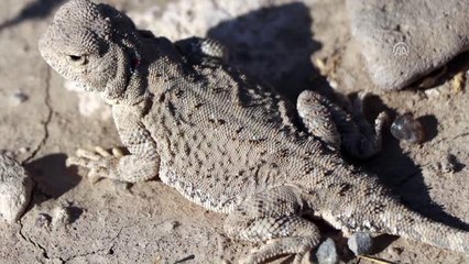 Topbaş Keleri" Ağrı Dağı'nda Görüntülendi