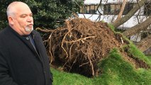 Tempête Carmen : plusieurs arbres au sol