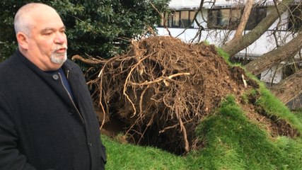 Tempête Carmen : plusieurs arbres au sol