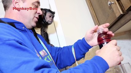 Capuchin Monkey New Years Toast!