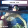 Quand tu trouves ton fils qui nage dans l'aquarium du salon