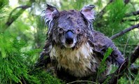 Koala Loài vật dành 20 giờ mỗi ngày để ngủ có nguy cơ bị tuyệt chủng
