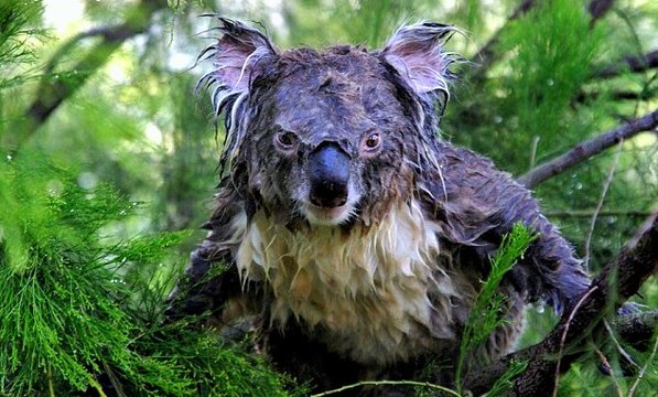 Koala Loài vật dành 20 giờ mỗi ngày để ngủ có nguy cơ bị tuyệt chủng