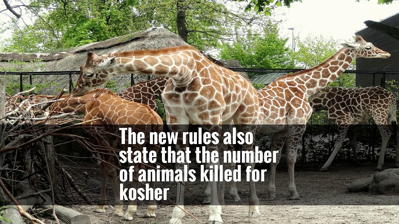 New Slaughtering Rules Pit Dutch Religious Freedoms Against Animal Rights