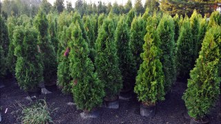 How Big Will Emerald Green Arborvitae grow.... Expect app 15 ft tall or more...