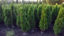 How Big Will Emerald Green Arborvitae grow.... Expect app 15 ft tall or more...