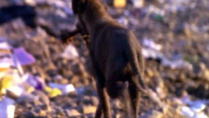 Life After People S01E06 - Bound and Buried