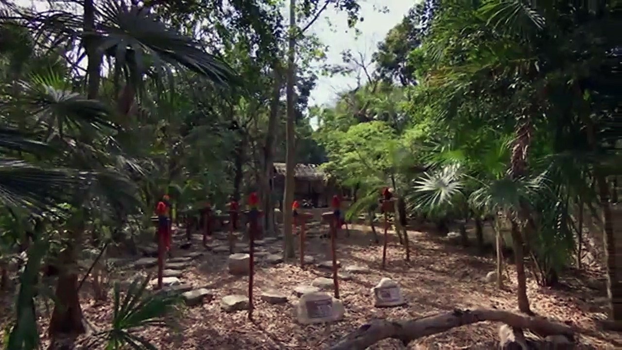 Planet Parrot