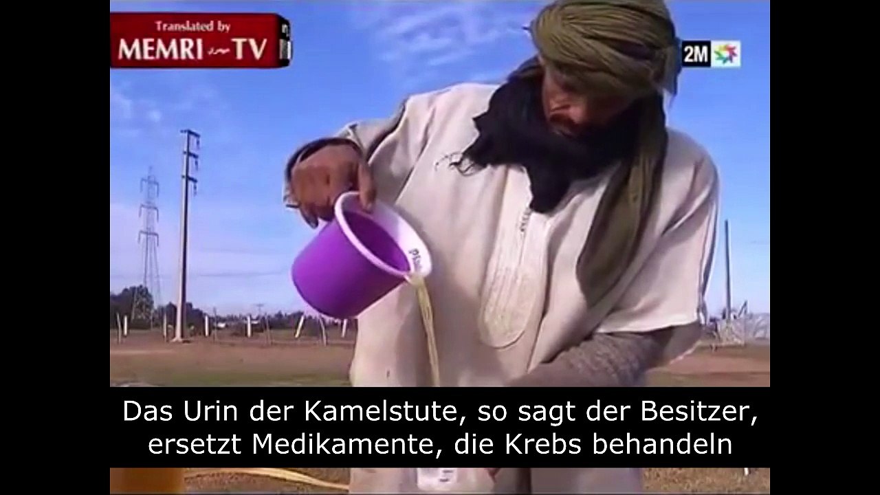 Trinken von Kamel-Urin führt zur Heilung von Krebs und anderen Krankheiten!