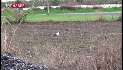 Baharı yaşayan Gazipaşa'ya ilk leylek iki ay önceden geldi