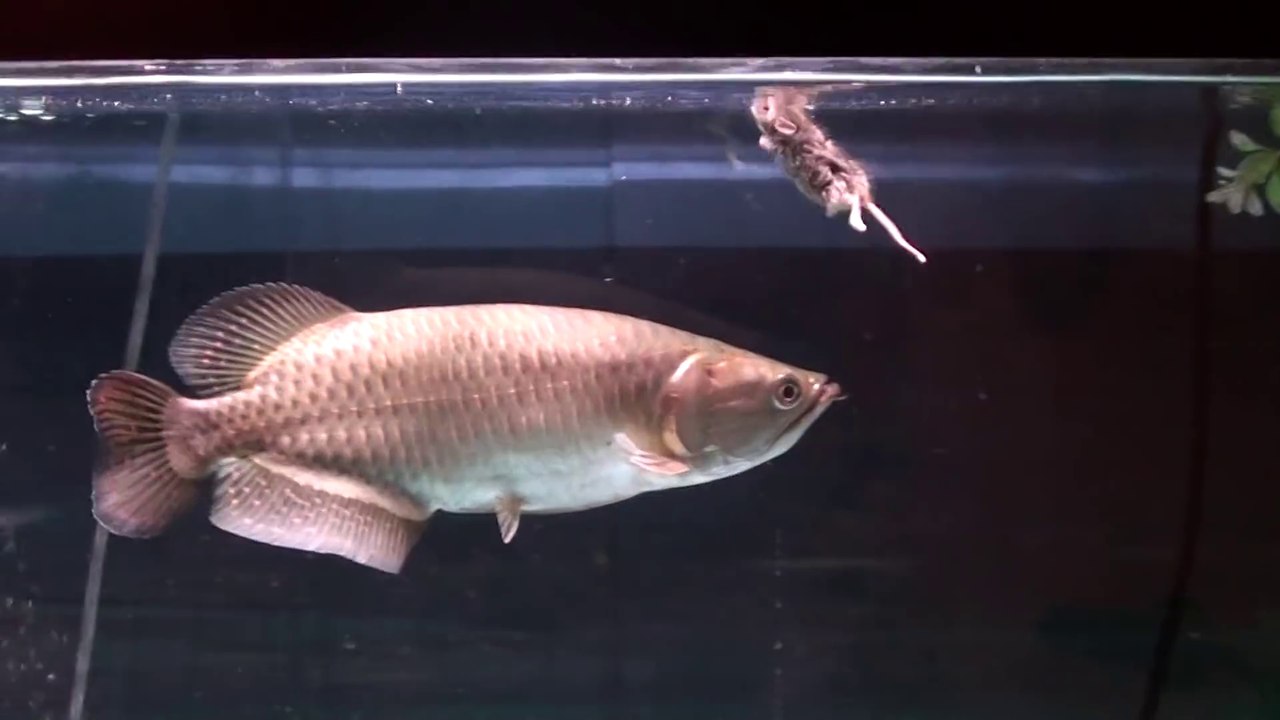 Il nourrit son poisson d'aquarium avec des souris... L'aquariophilie, une passion cruelle