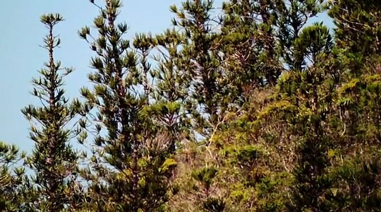 Walking With Dinosaurs S1 Ep1 New Blood