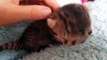 Unique Cat Born In Eastern Cape Dies