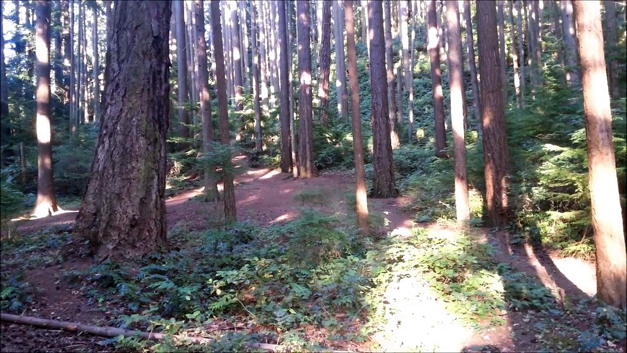 Lost Woods on accordion...on a unicycle...in the woods