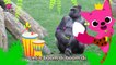 Boom Di Boom Di Gorilla _ Gorilla _ Animal Songs _ Pinkfong Songs for Chi