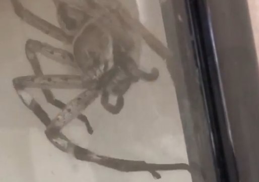 Timelapse Shows Huge Spider Building Egg Sac After Eating Mate
