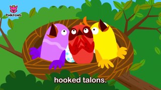 Powerful Bald Eagle _ Eagle _ Animal Songs _ Pinkfong Songs for Children-Qm